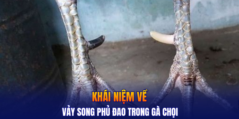 Khái niệm về vảy song phủ đao trong gà chọi